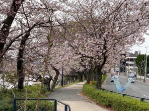 2022年広島市内の桜並木